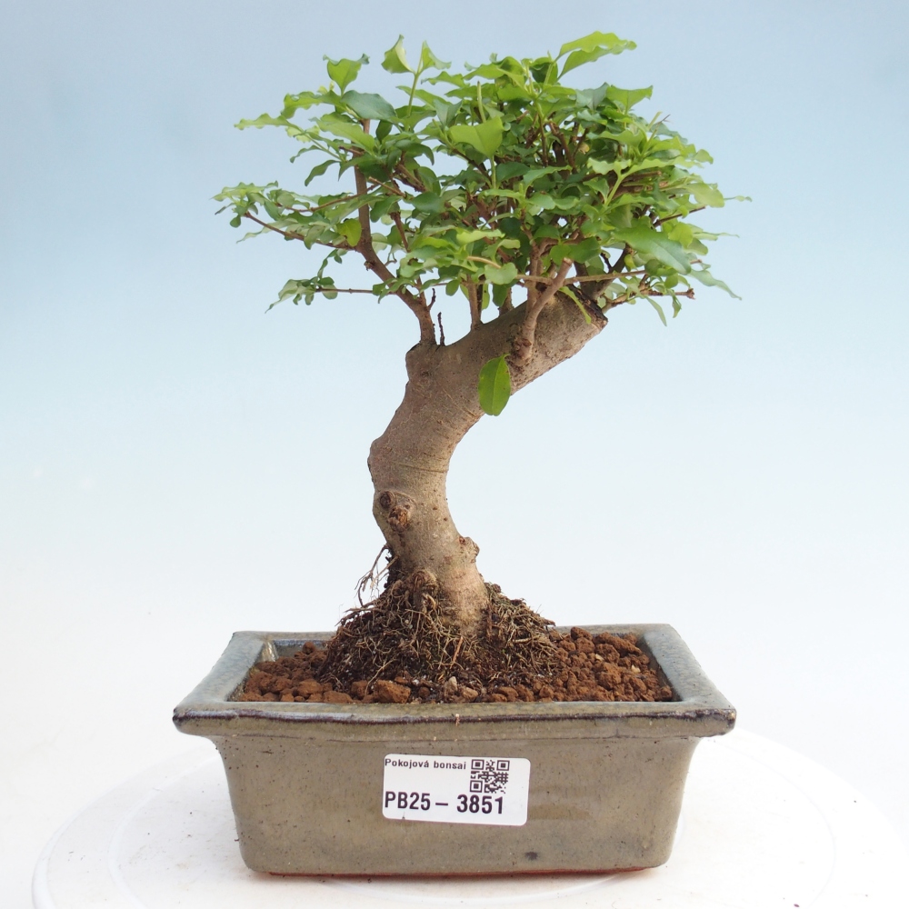 Zimmer Bonsai -Ligustrum chinensis - Vogelschnabel
