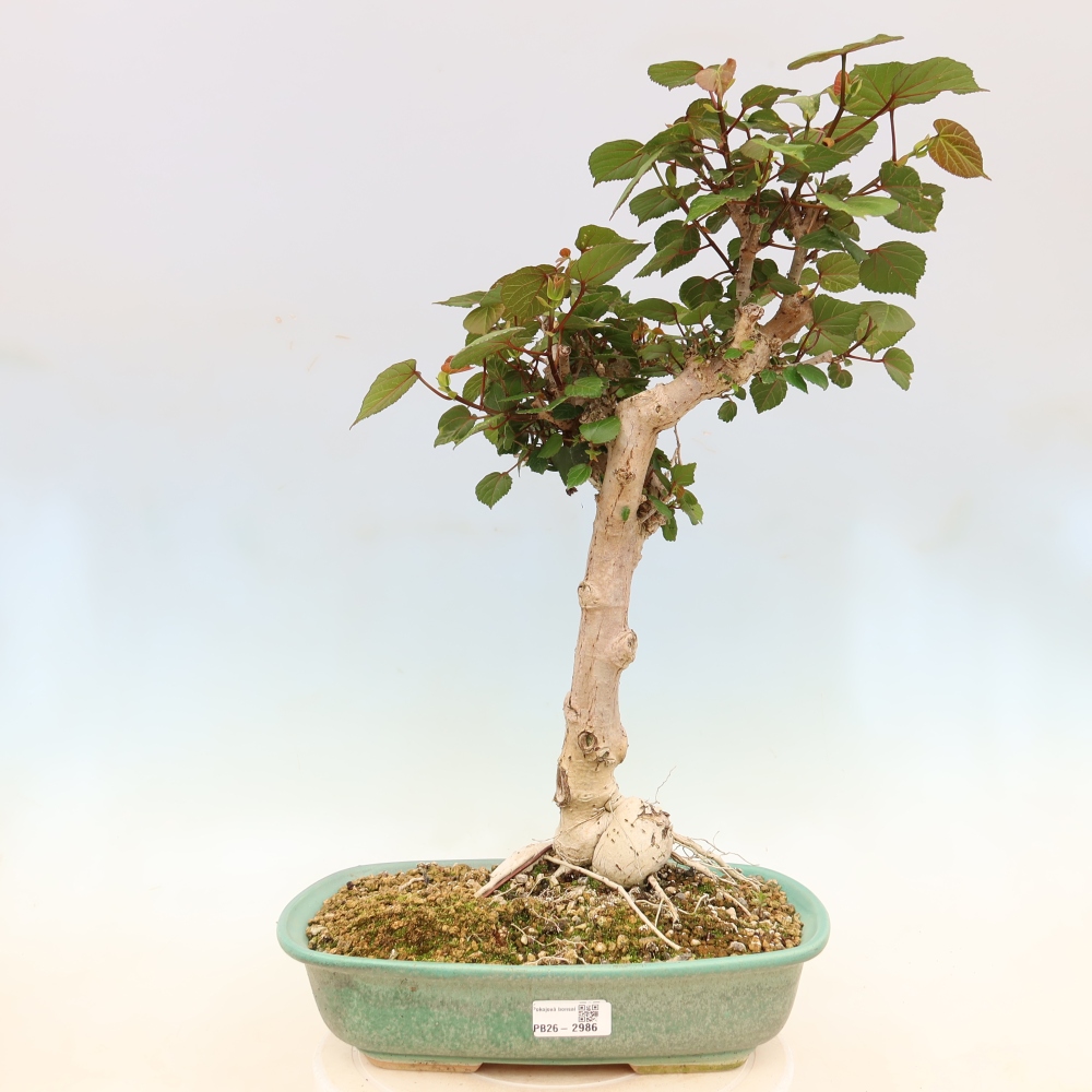 Zimmerbonsai - Hibiscus tiliaceus - Meeres-Hibiskus