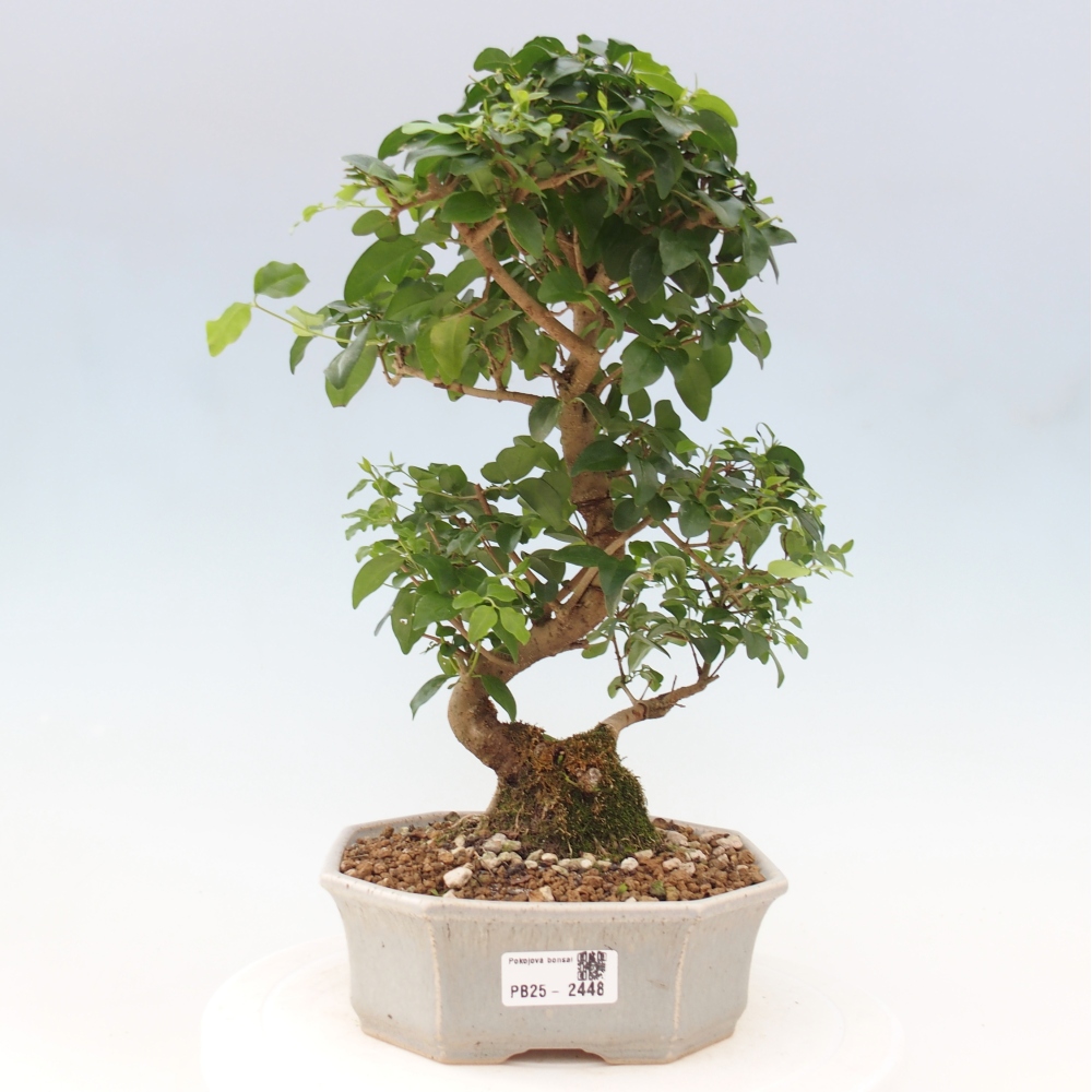 Indoor Bonsai -Ligustrum chinensis - Vogelschnabel