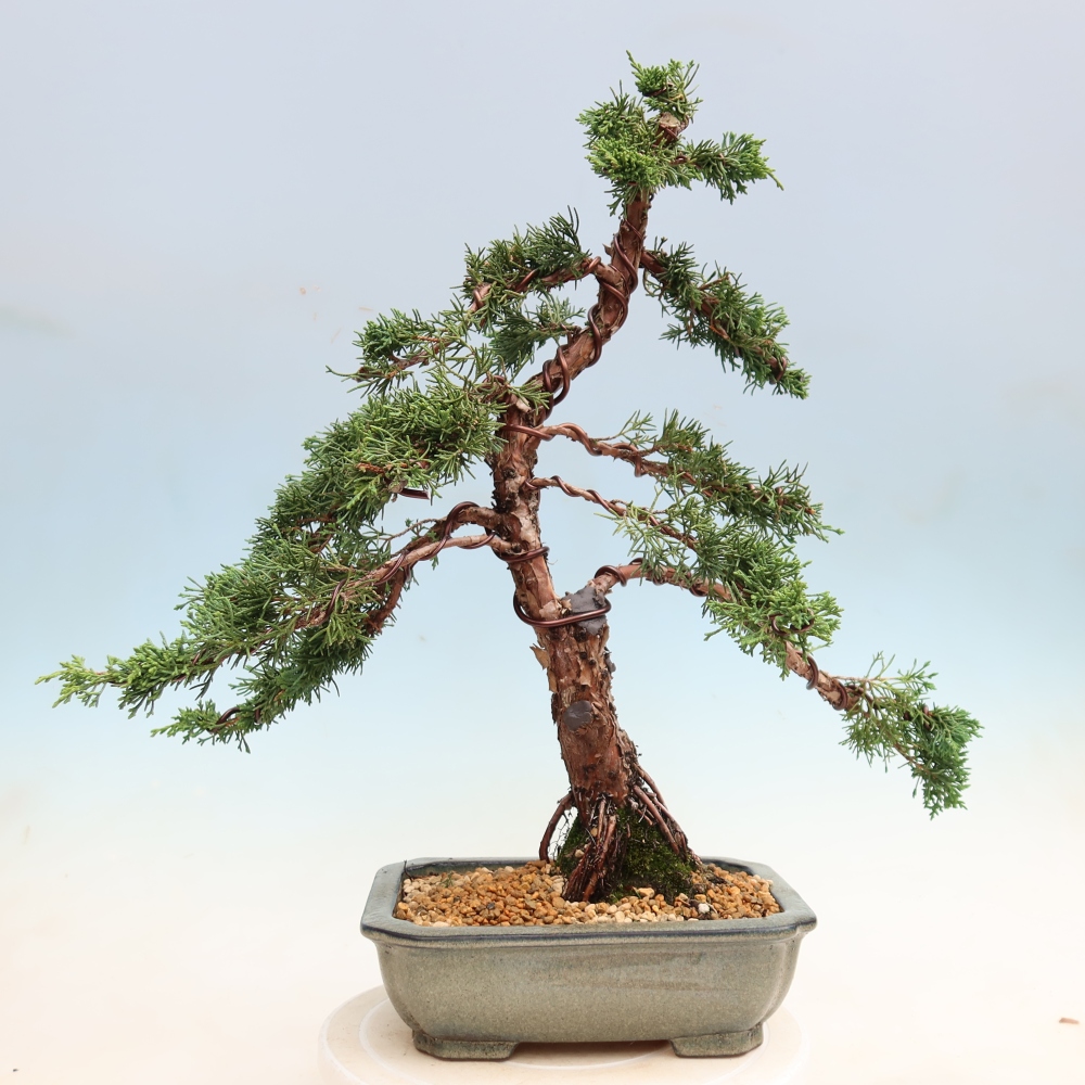 Bonsai für draußen - Juniperus chinensis Kishu