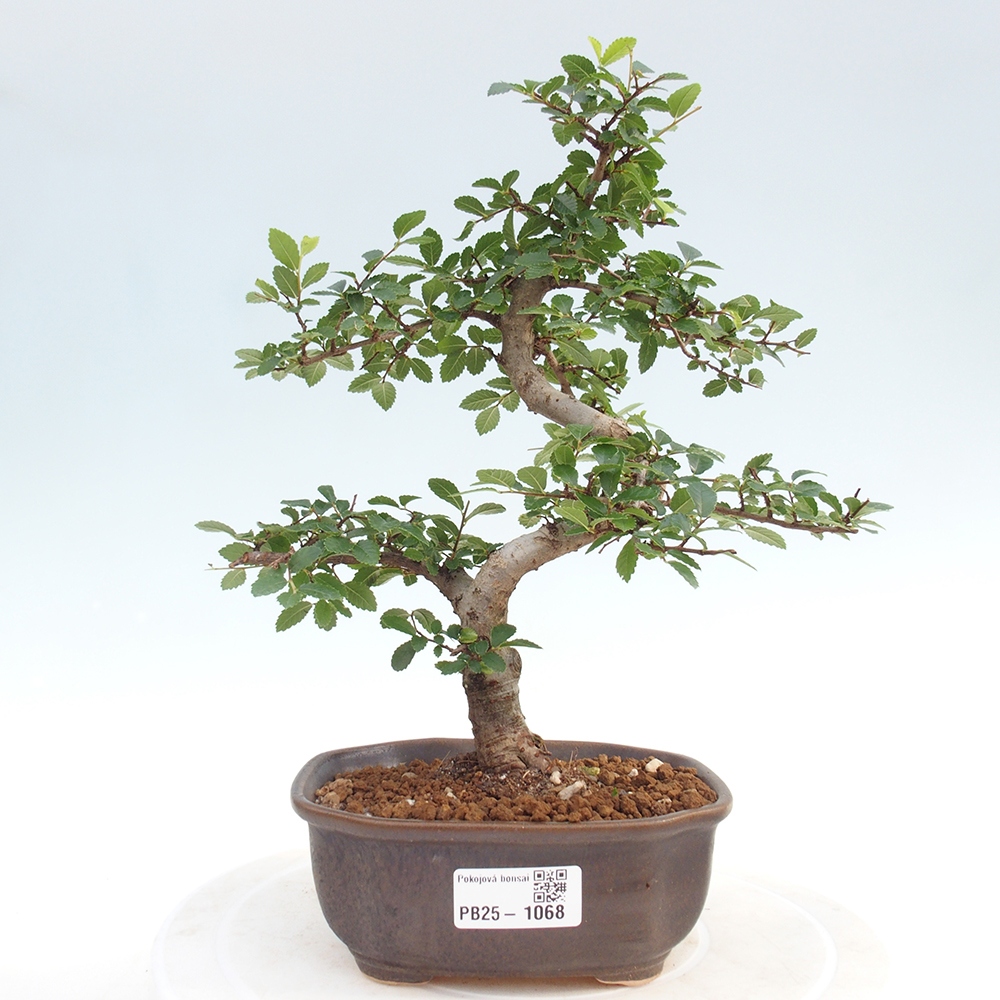 Zimmer Malolistý Ulme Bonsai