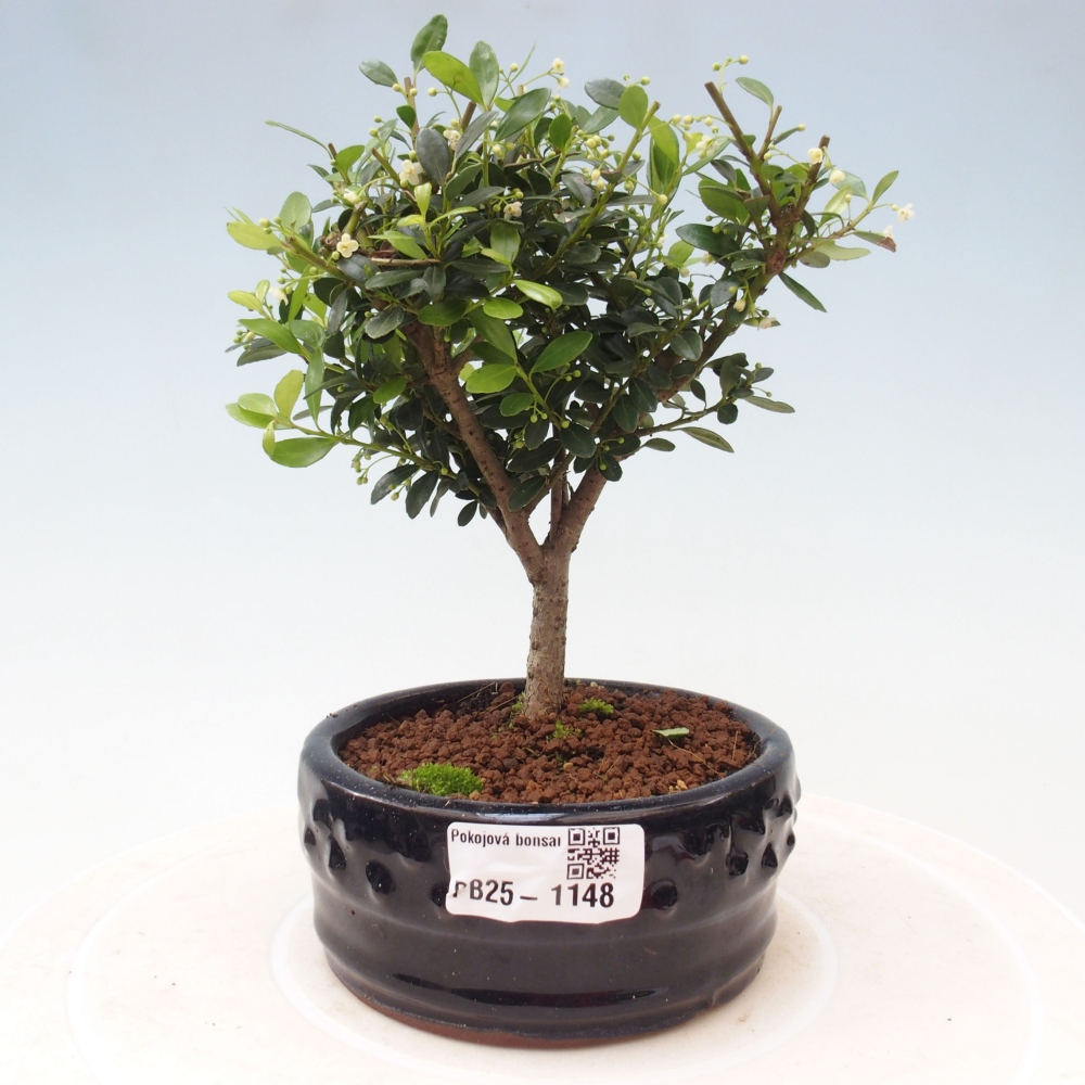 Zimmerbonsai - Ilex crenata - Holly