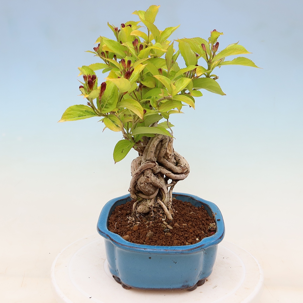 Freiland-Bonsai – Weigela subsessilis – Koreanische Weigela