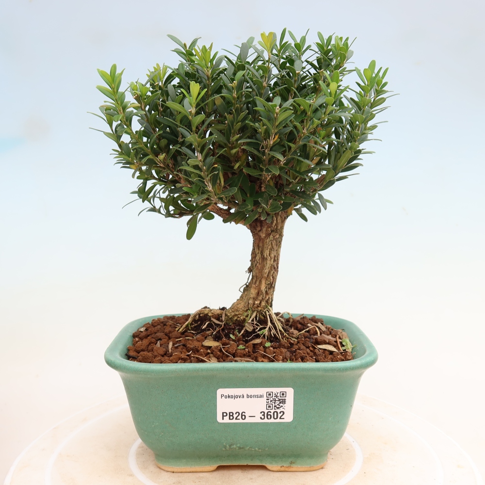 Zimmer Bonsai - Buxus harlandii - Korkbuxus
