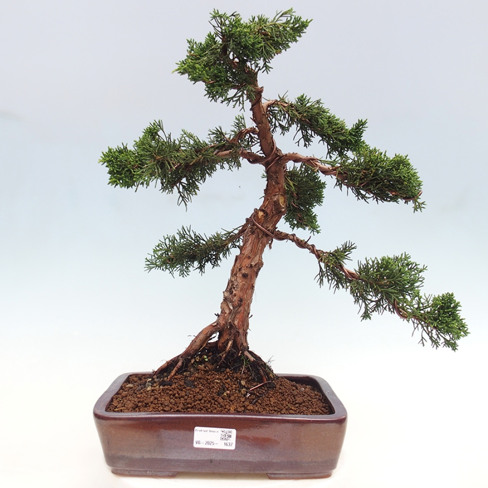 Outdoor-Bonsai - Juniperus chinensis Kishu - Chinesischer Wacholder