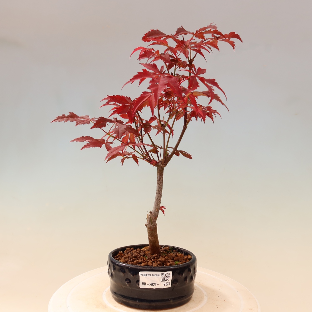 Bonsai für draußen - Acer-Palme. Atropurpureum-Javor palmate