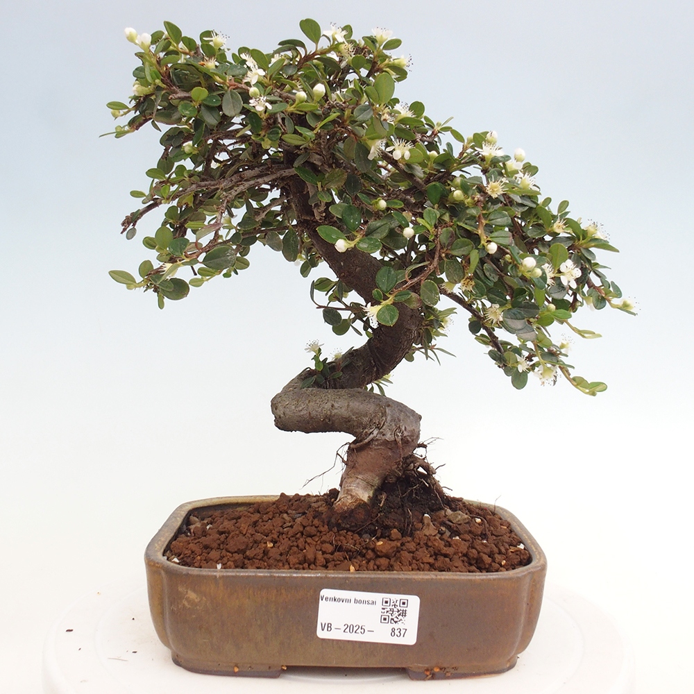 Outdoor-Bonsai-Cotoneaster dammeri - Rock Damer