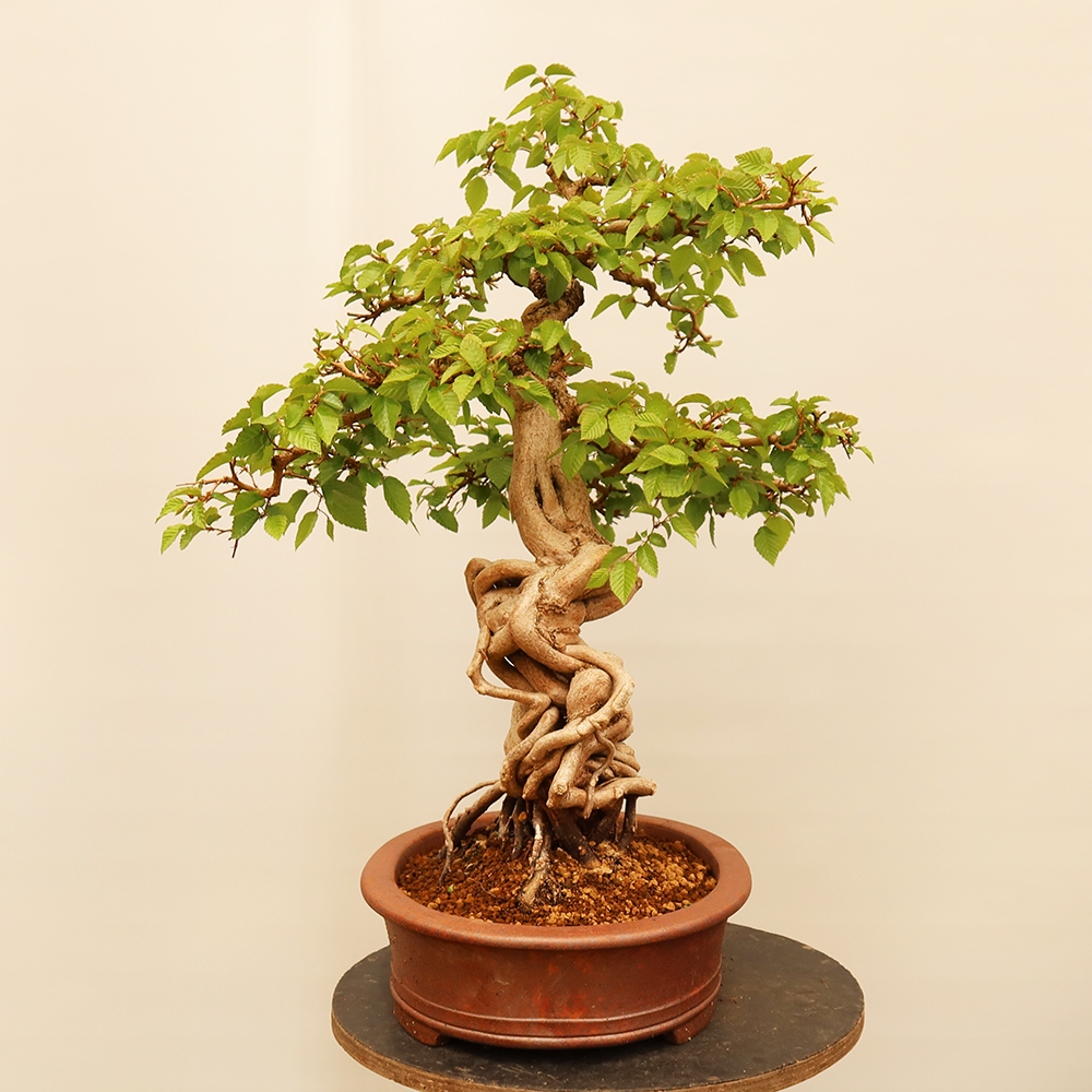 Bonsai im Freien - Carpinus Coreana - Koreanische Hainbuche