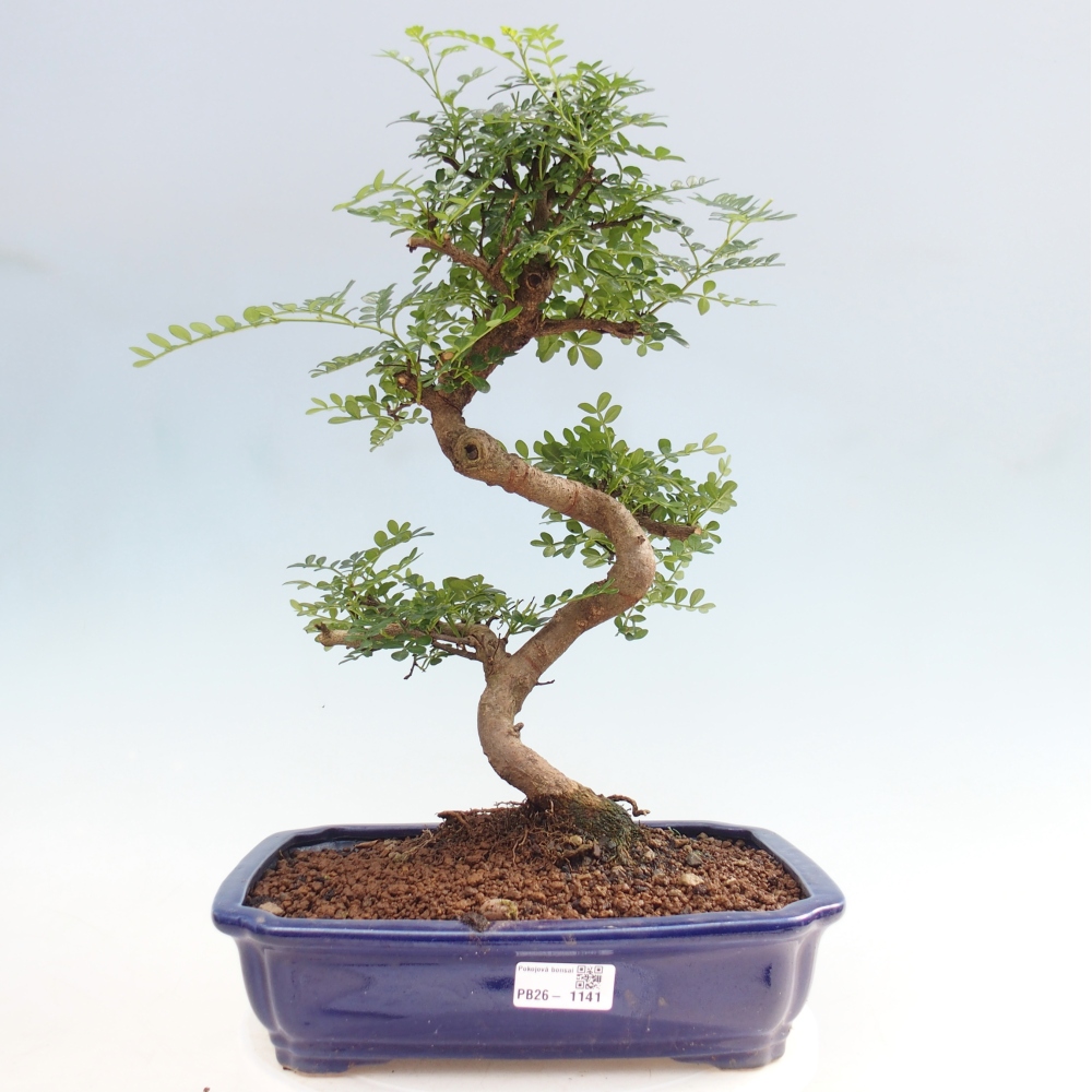 Zimmer Bonsai - Zantoxylum piperitum - Pfefferbaum