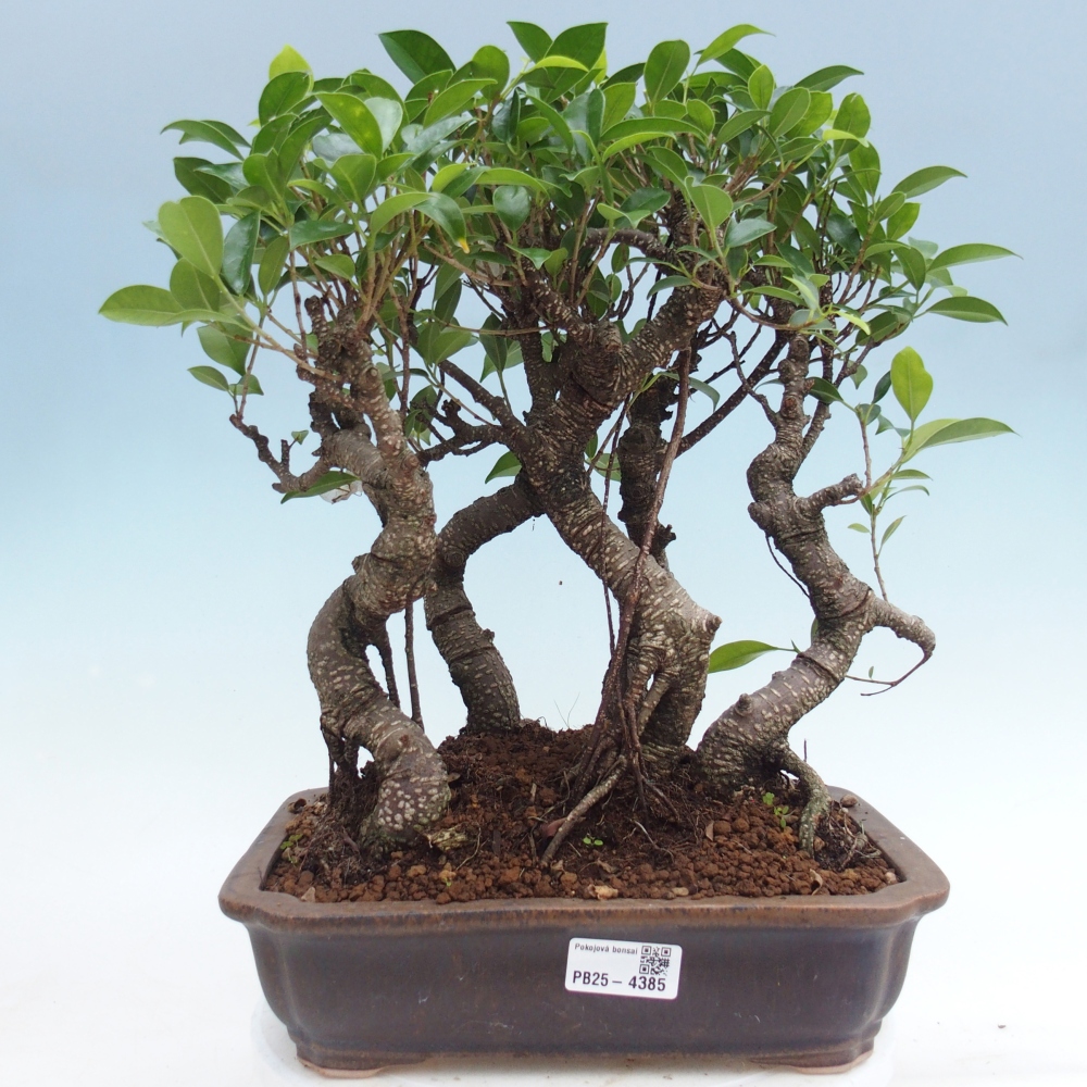 Zimmerbonsai - Ficus kimmen - Kleinblättriger Ficus