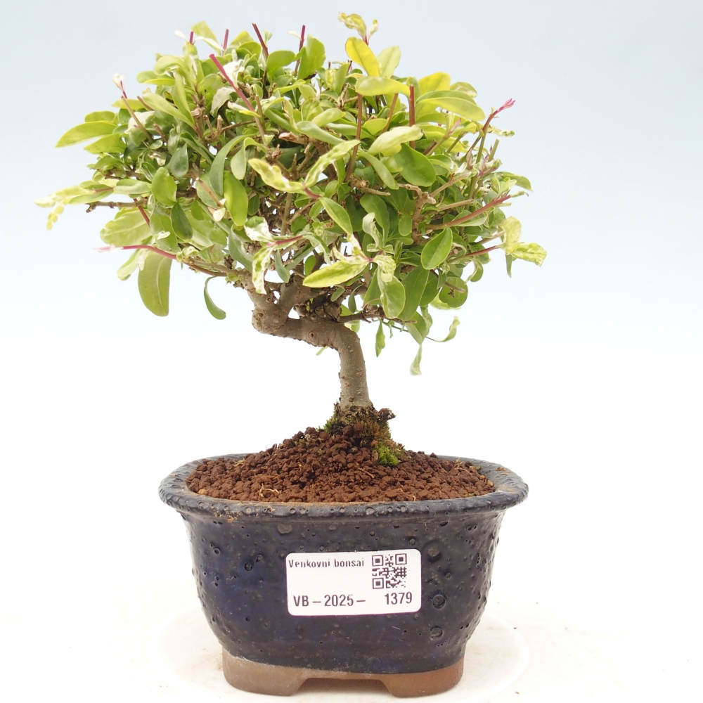 Freilandbonsai - Ligustrum obtusifolium - Stumpfblättriger Vogelschnabel