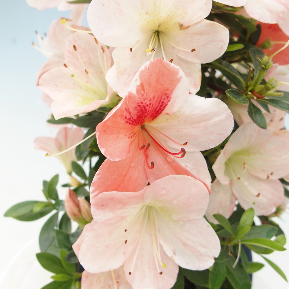 Bonsai im Freien - Japanische Azalee - Azalea Asazakura