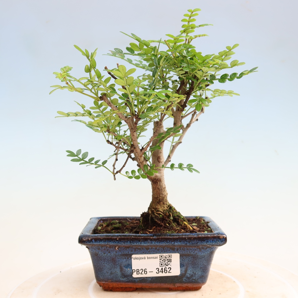 Zimmer Bonsai - Zantoxylum piperitum - Pfefferbaum