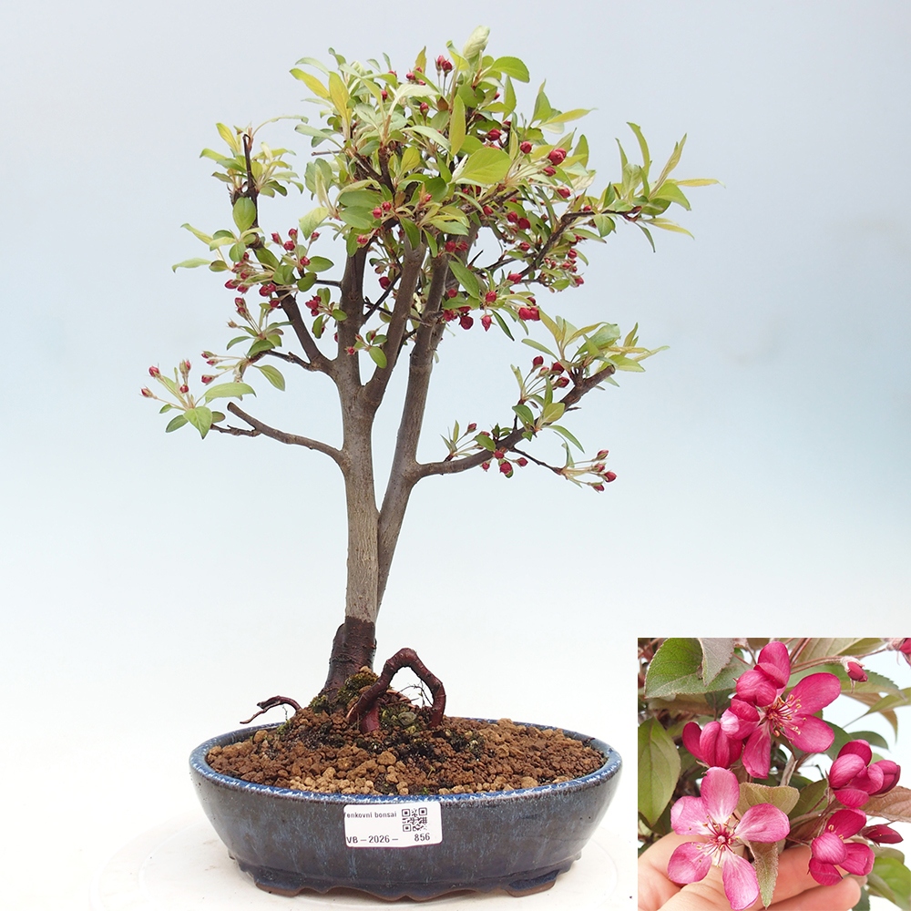 Outdoor-Bonsai -Malus domestica - Kleinfrüchtiger rotblättriger Apfelbaum