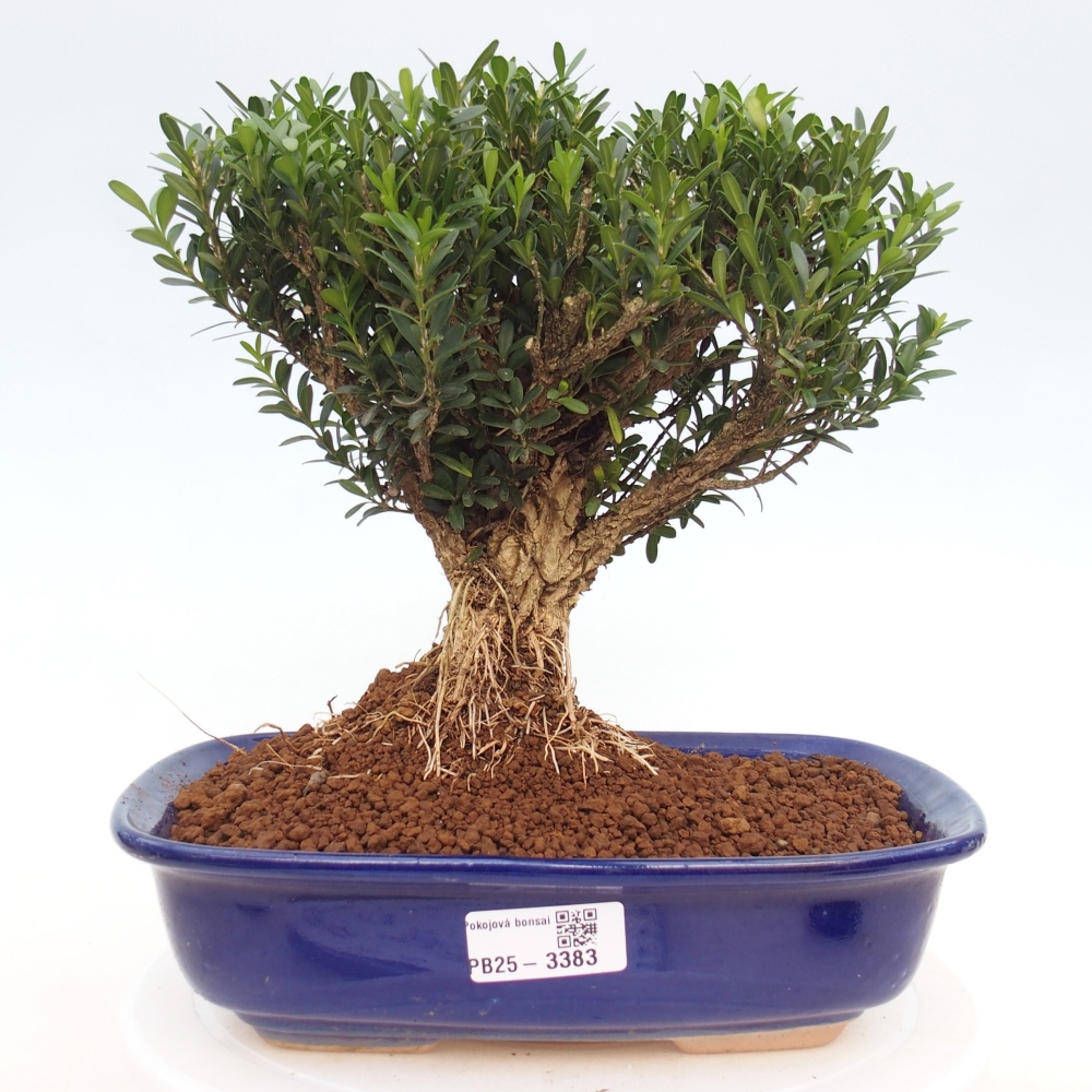 Zimmer Bonsai - Buxus harlandii - Korkbuxus