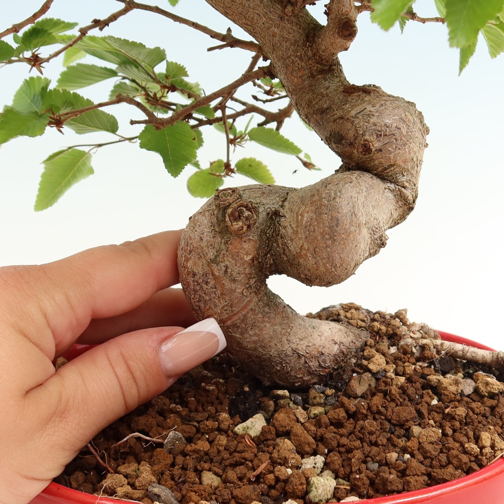 Bonsai für draußen - Karpinus Coreana - Koreanische Hainbuche