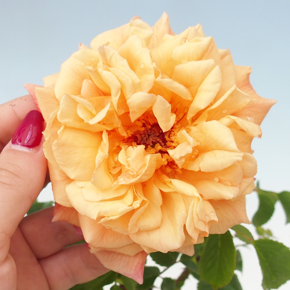 Freilandbonsai - Rosa Kordes -  Rose