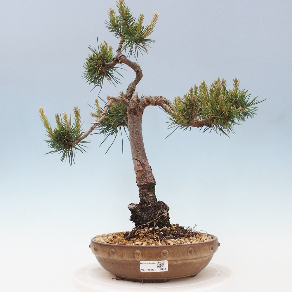 Bonsai im Freien - Pinus Sylvestris - Waldkiefer