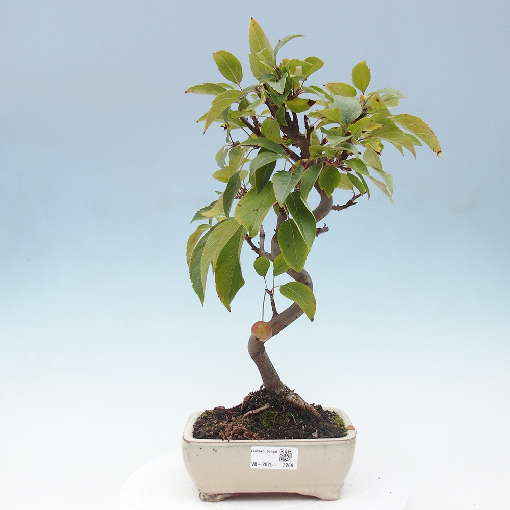 Bonsai im Freien - Malus halliana - Kleinfruchtiger Apfelbaum