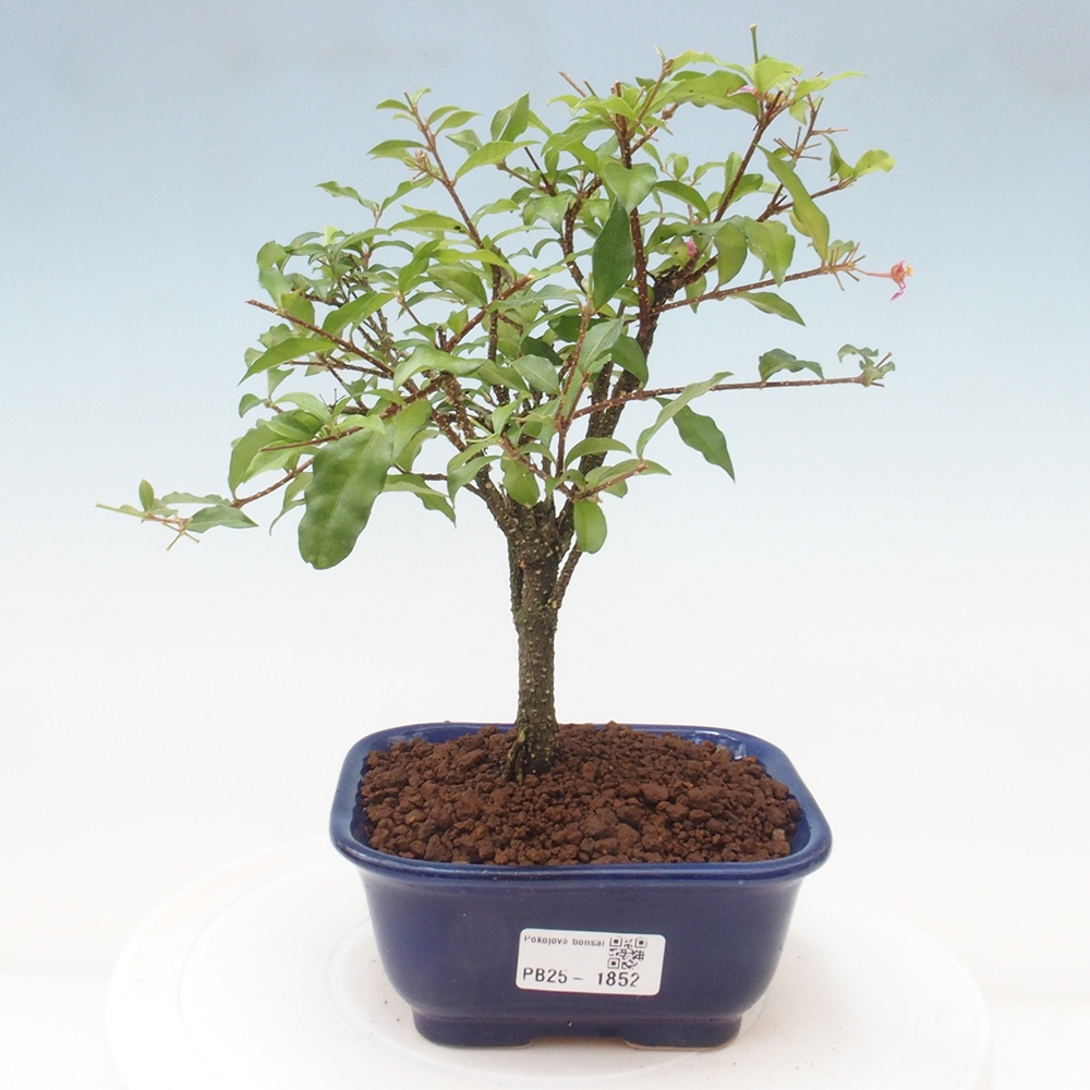 Zimmerbonsai - Malpighia coccigera - Barbdor-Kirsche