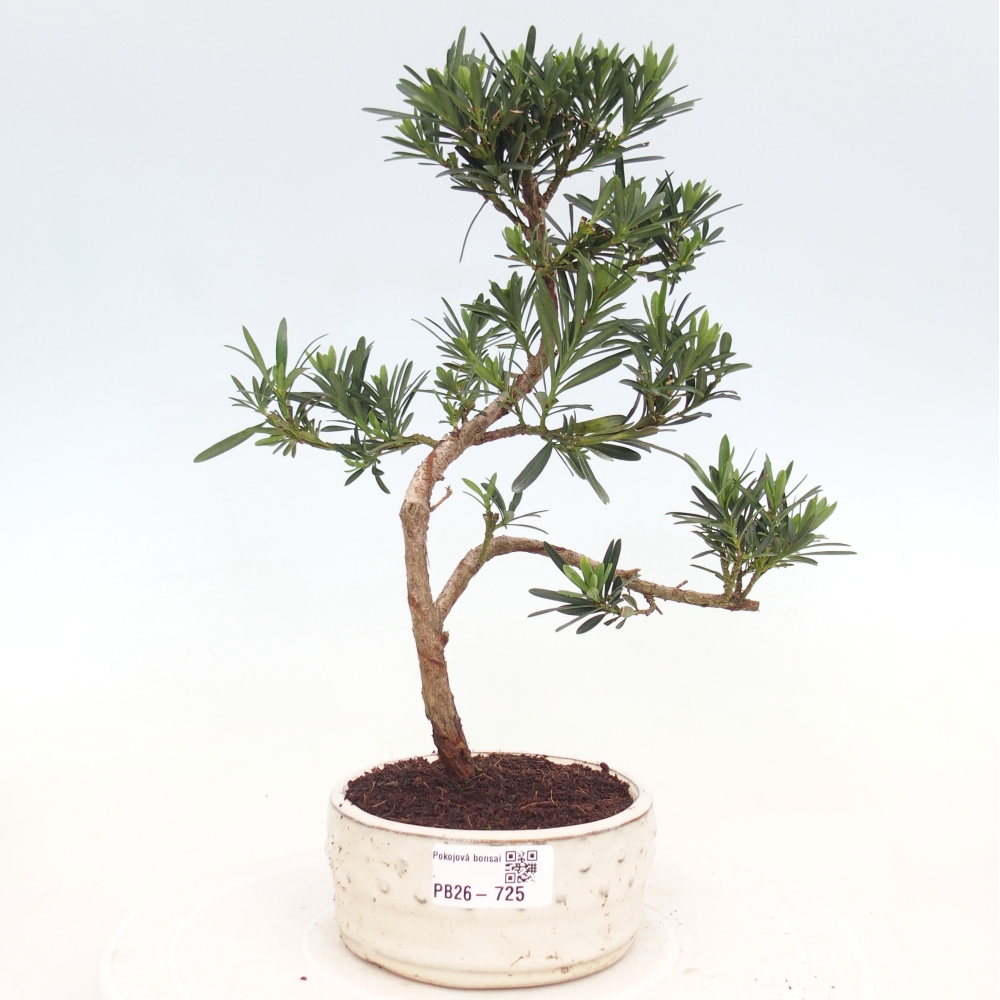 Zimmerbonsai - Podocarpus - Stein-Eibe
