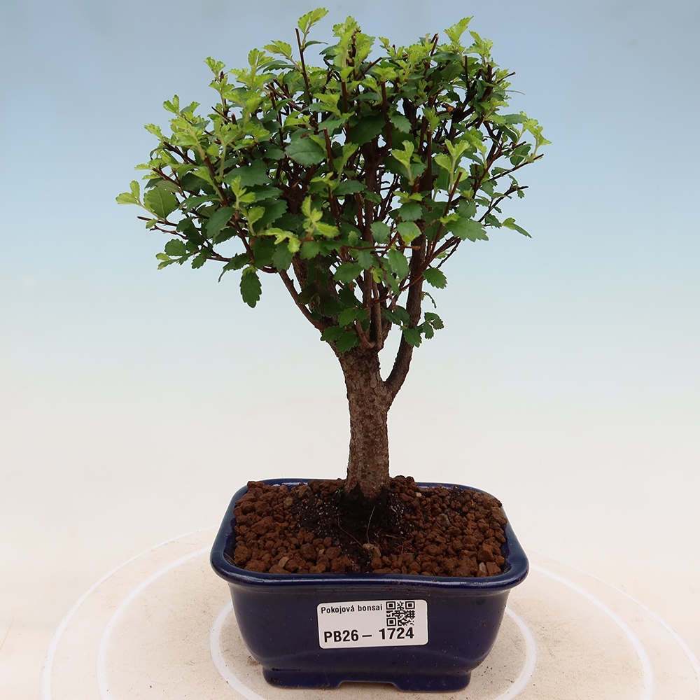 Zimmerbonsai - Ulmus parvifolia - Kleinblättrige Ulme