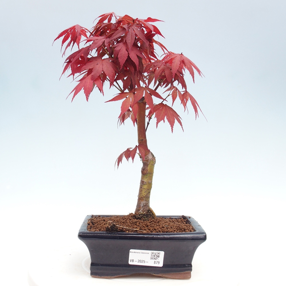 Bonsai im Freien - Acer-Palme. Atropurpureum-Palmenblatt-Ahorn