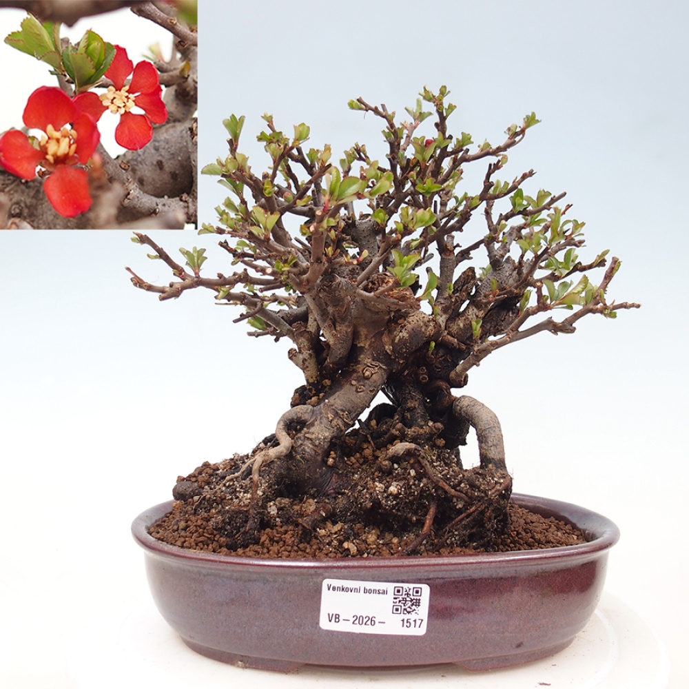 Bonsai für draußen - Chaneomeles speciosa - Quitte