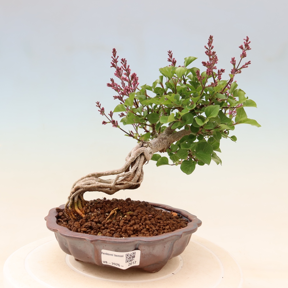 Bonsai für draußen - Syringa microphylla - Kleinblütiger Flieder