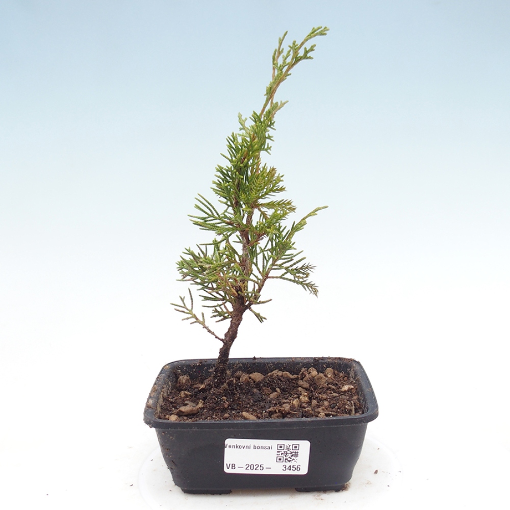 Bonsai für draußen - Juniperus chinensis Itoigawa