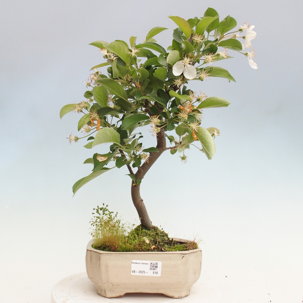 Bonsai im Freien - Malus halliana - Kleinfruchtiger Apfelbaum