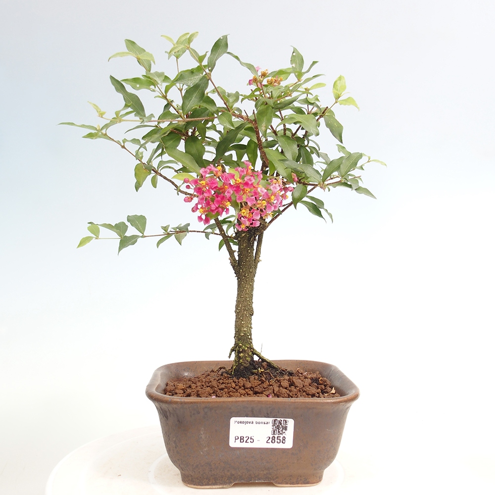 Zimmerbonsai - Malpighia coccigera - Barbdor-Kirsche