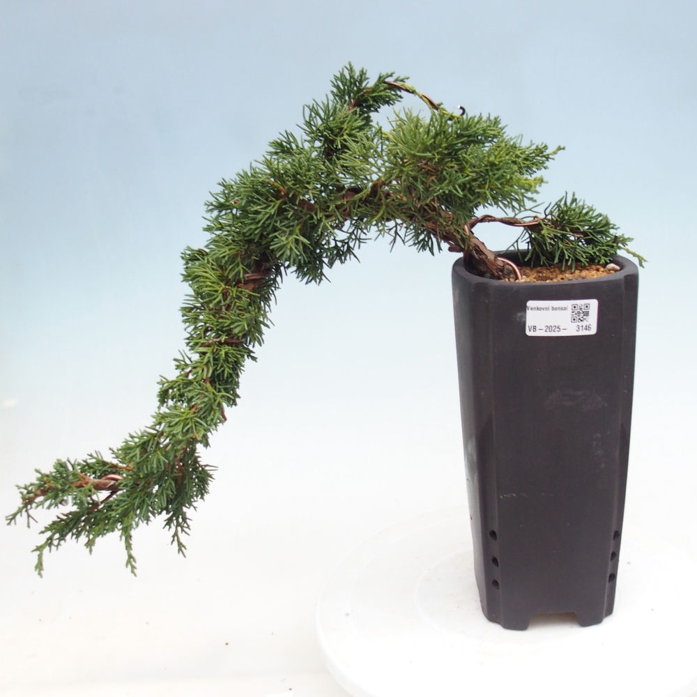 Bonsai im Freien - Juniperus chinensis Kishu - Chinesischer Wacholder