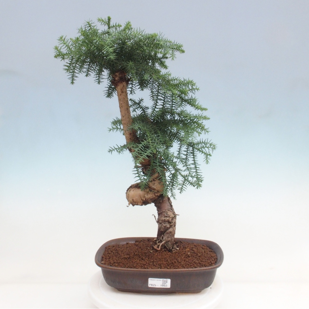 Zimmer Bonsai - Araukarie - Zimmer Fichte