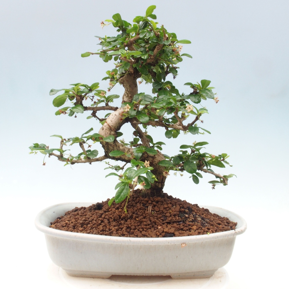 Zimmer Bonsai - Carmona macrophylla - Tea Fuki