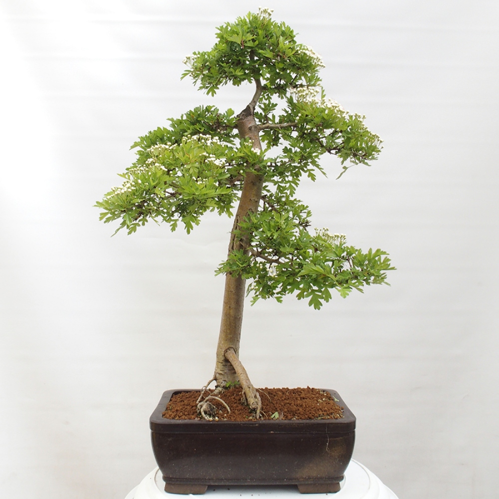 Bonsai im Freien - Weißdorn - Crataegus monogyna