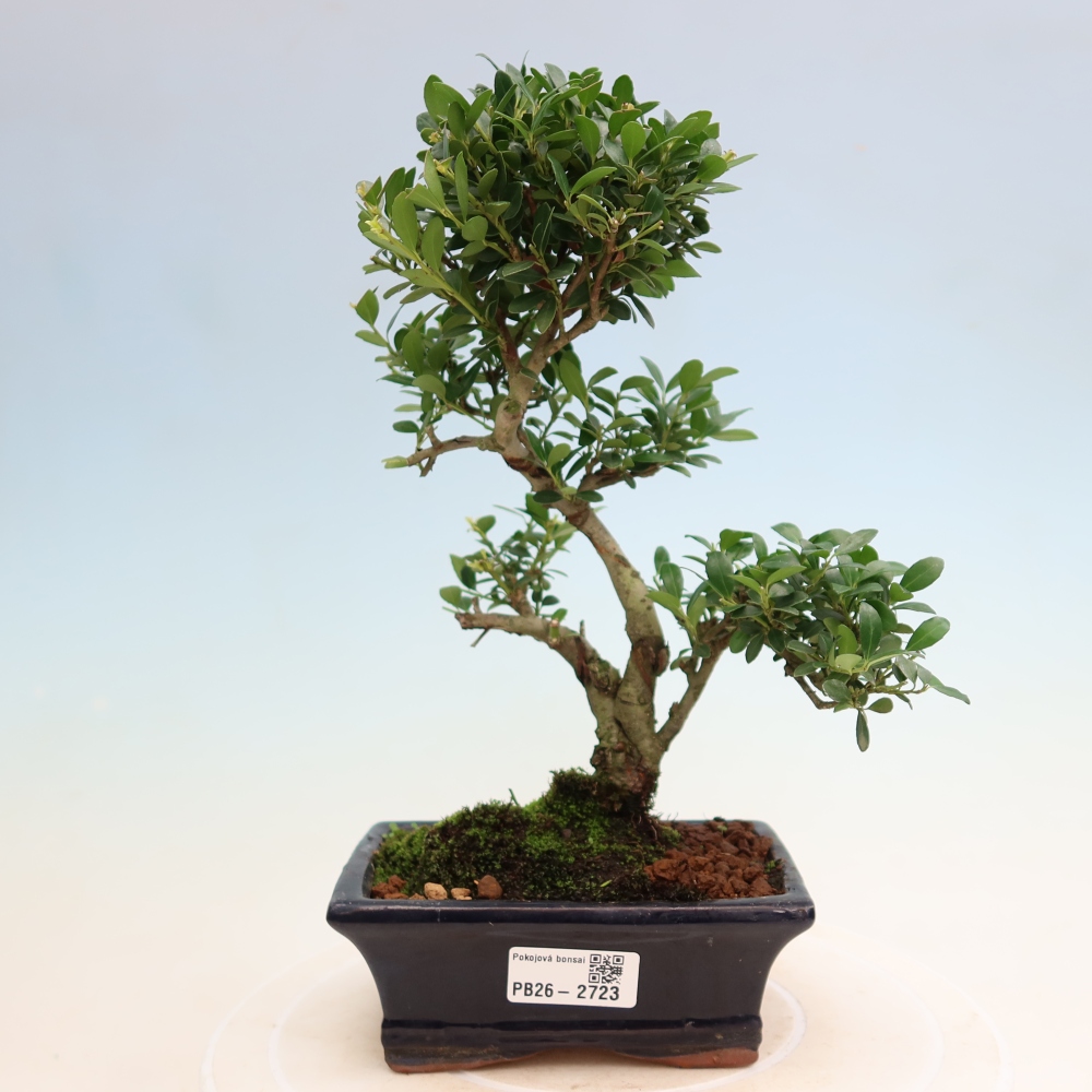 Zimmer Bonsai - Ilex crenata - Stechpalme