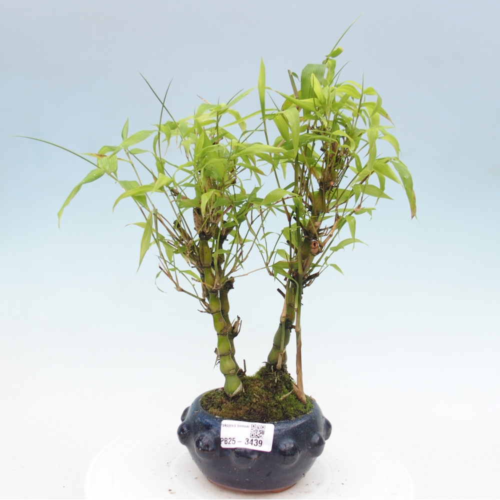 Zimmer Bonsai - Bambus budha-Bambus budha bauch