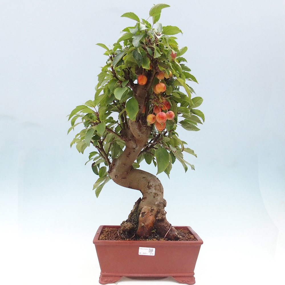 Bonsai im Freien - Malus halliana - Kleinfruchtiger Apfelbaum