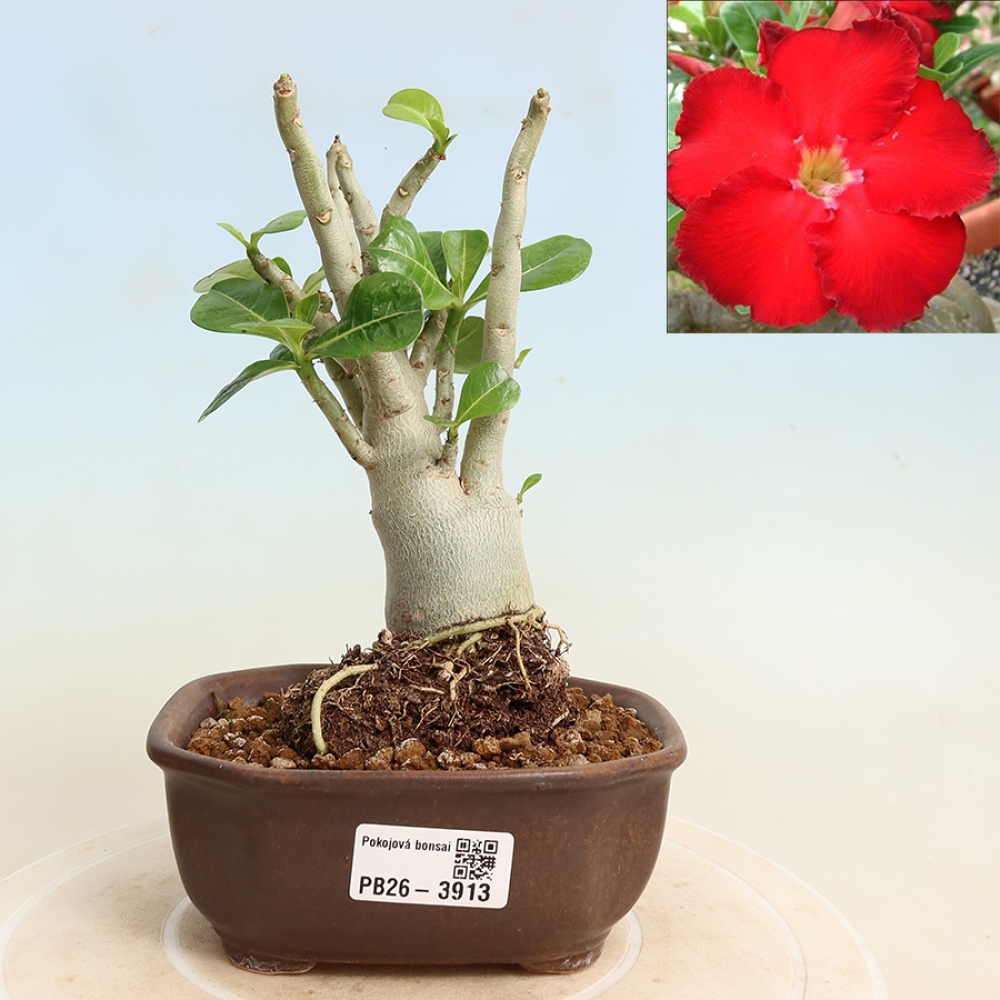 Zimmerbonsai – Adenium obesum „Red Star“ – Wüstenrose