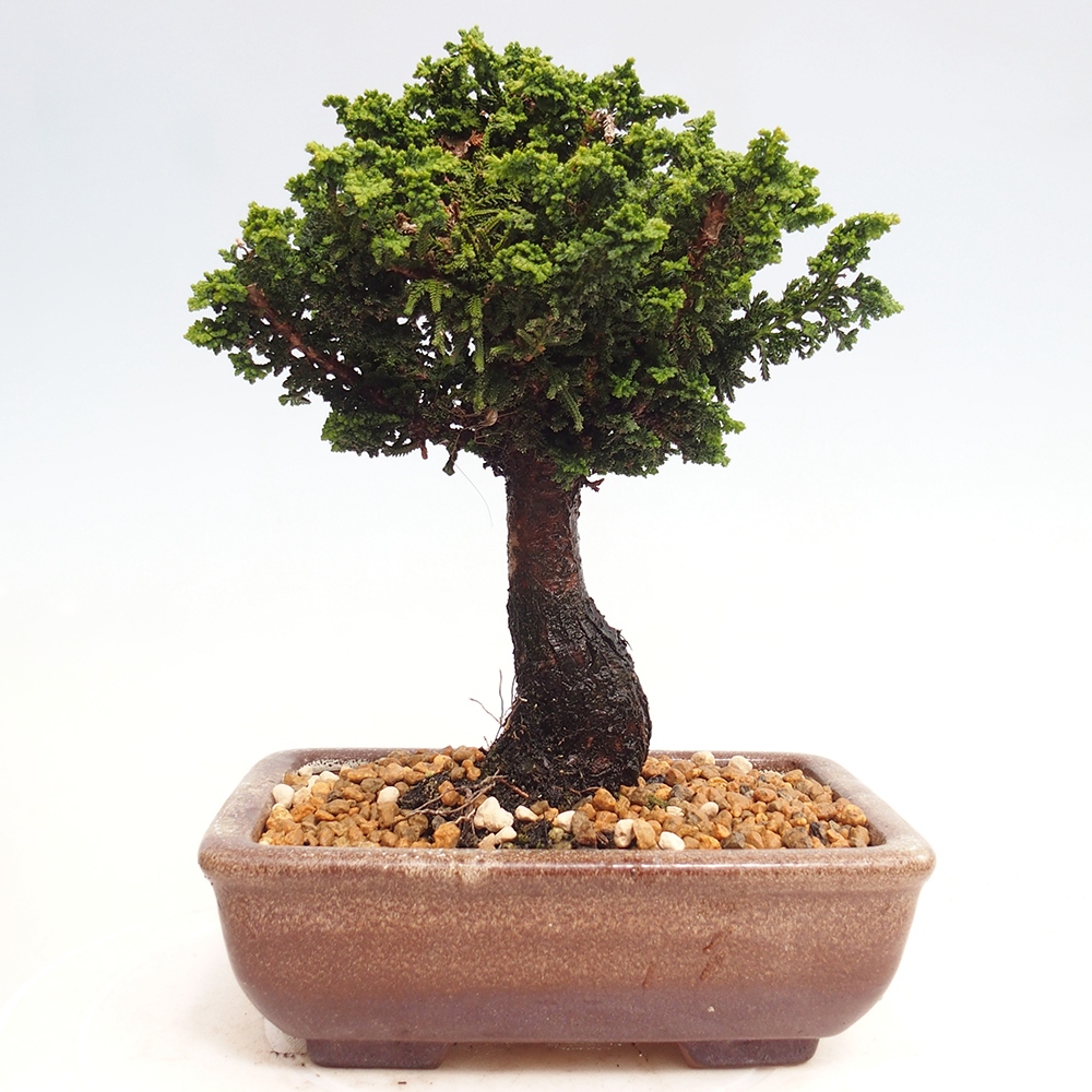 Bonsai im Freien - Cham. obtusa SEKKA HINOKI - Zypresse