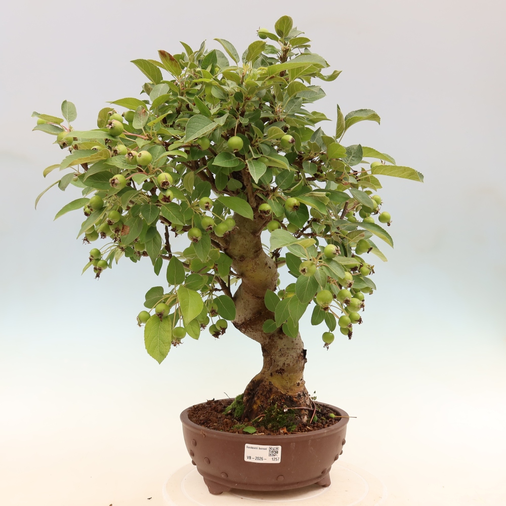 Outdoor-Bonsai -Malus halliana - Kleinfrüchtiger Apfelbaum