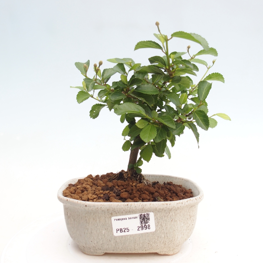 Zimmerbonsai - Grewia occidentalis - Lavendelstern