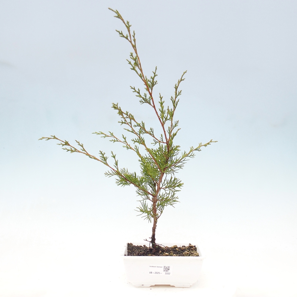 Outdoor bonsai - Juniperus chinensis Itoigawa - Chinese juniper