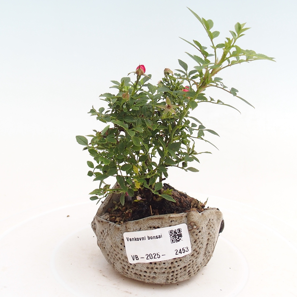 Bonsai im Freien - Rosa Cutie Pie - Rosen