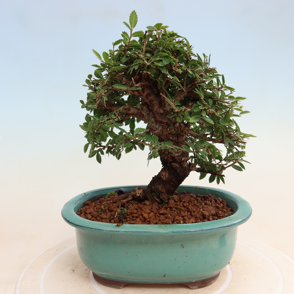 Bonsai für draußen - Zelkova - Zelkova NIRE
