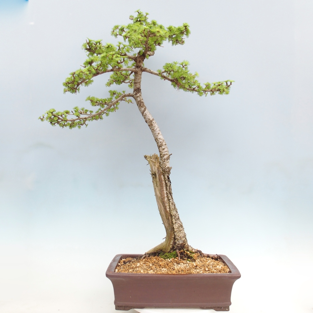 Outdoor-Bonsai -Larix decidua - Lärche - nur Palettentransport