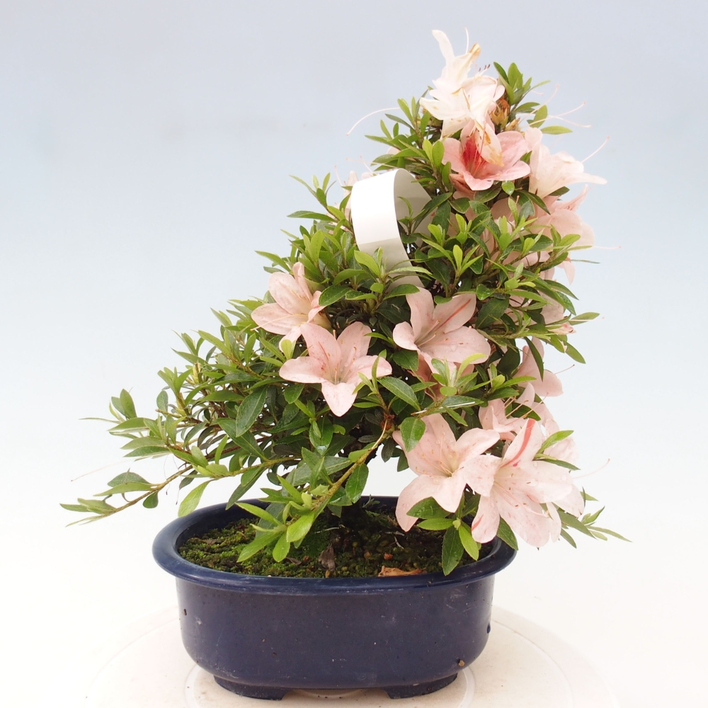 Bonsai im Freien - Japanische Azalee - Azalea Nikko