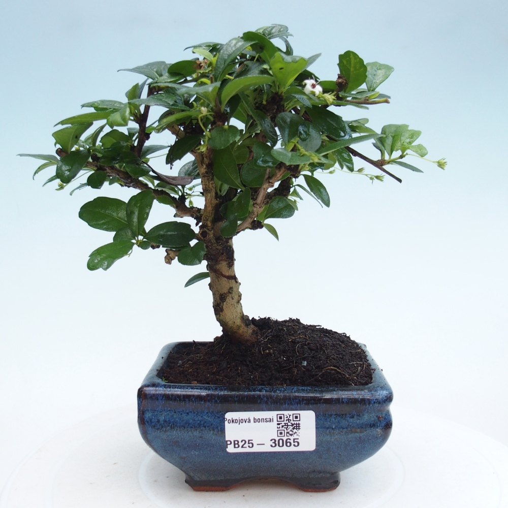 Zimmerbonsai - Carmona Macrophylla - Fuki-Tee