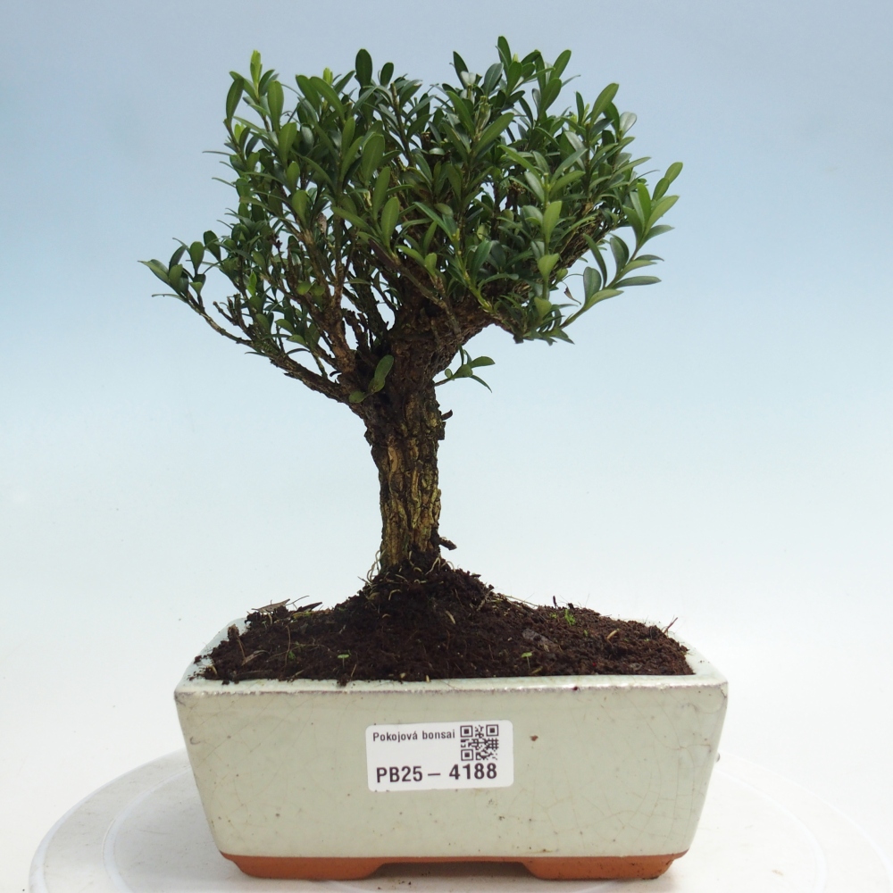 Zimmer Bonsai - Buxus harlandii - Korkbuxus